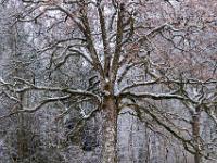 Krakenartig ausladende Äste an winterlicher Eiche